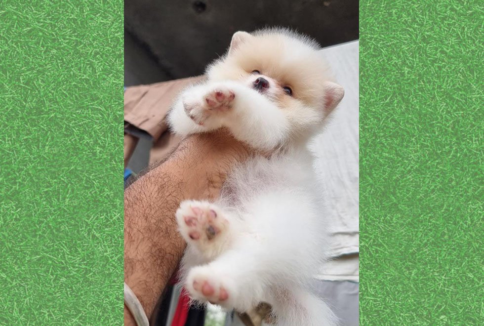 Toy Pomeranian Puppies